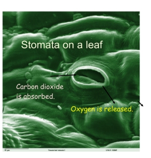 Stomata on the underside of a leaf.